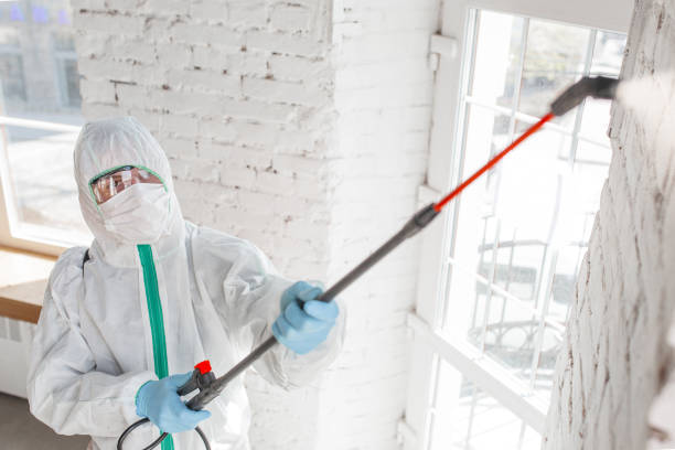 Best Basement Mold Removal  in Reamstown, PA